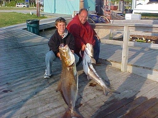 Second cobia, same day