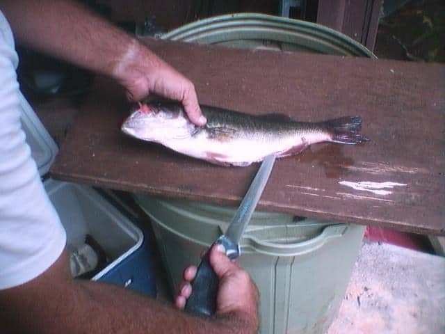 Fish cleaning step 1