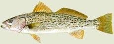 Gray Trout