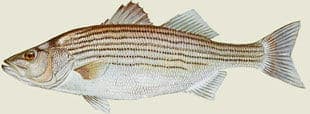 Striped Bass